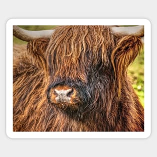 West Highland Cow Sticker